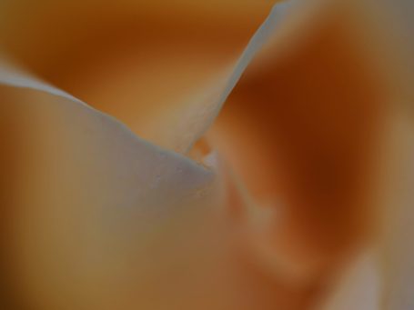 der Rest einer Tulpenblüte - im Vergehen