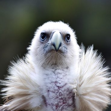 der Geier - wie ein alter , weiser Mann schaut er aus seinem kuschligen Kragen auf mich....