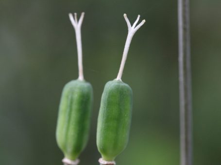 das bleibt übrig, wenn die Schachbrettblume ihre Blütenblätter abwirft...
