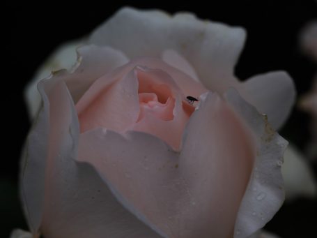 Akelei - die Elfen unter den Blüten, fast wie kleine Außerirdische