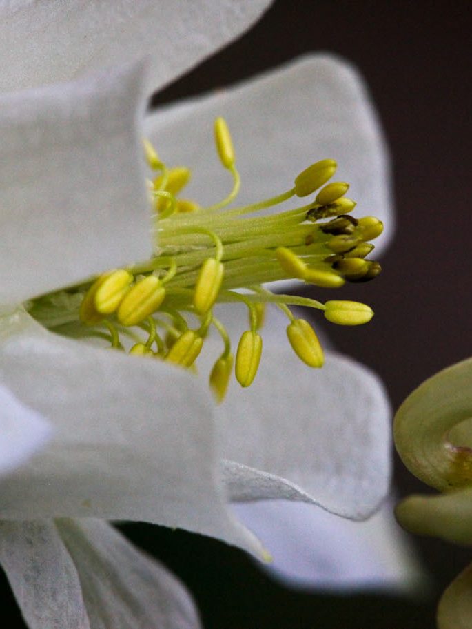 ein Blütenblättchen wagt sich schon mal hervor.....